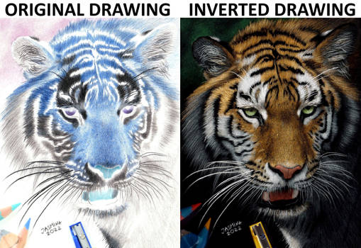 Inverted colored pencil drawing: a Tiger