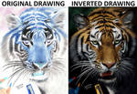 Inverted colored pencil drawing: a Tiger by JasminaSusak