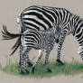 Colored pencil drawing: Zebras