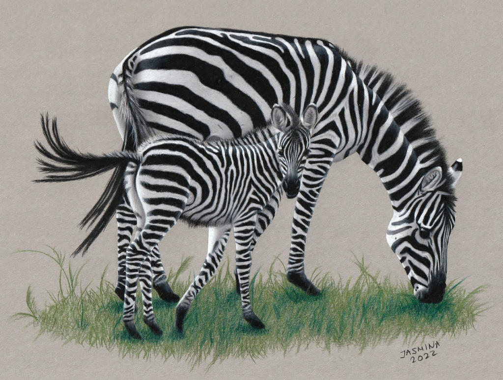 Colored pencil drawing: Zebras by JasminaSusak on DeviantArt