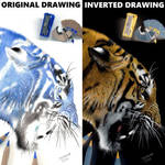 Inverted colored pencil drawing of a Tiger by JasminaSusak