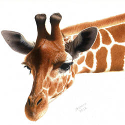 Colored pencil drawing: a Giraffe