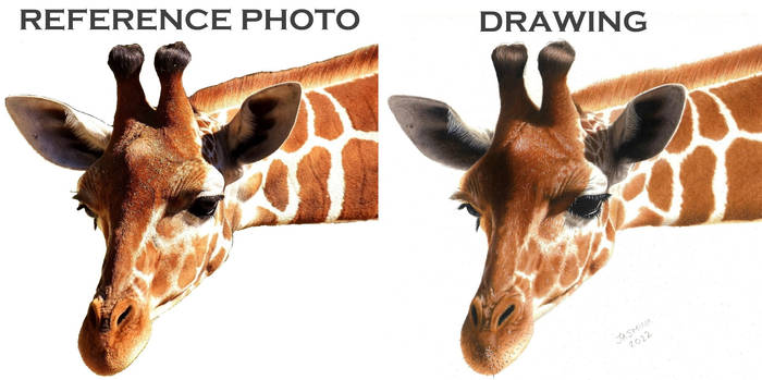 Reference Photo vs Drawing - a Giraffe