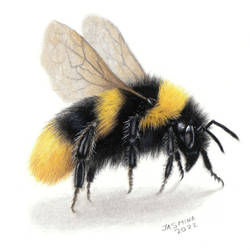 My colored pencil drawing of a bee