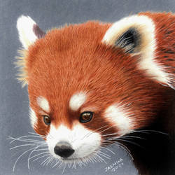 Colored pencil drawing: a Red Panda Cub