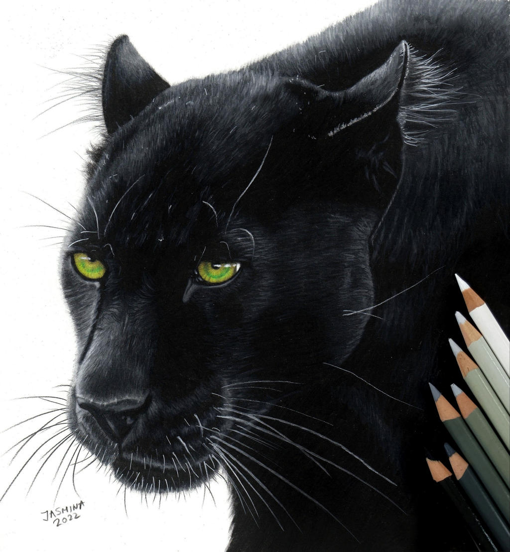 Leopard Drawing Color Colored pencil drawing: a Black Leopard by JasminaSusak on DeviantArt