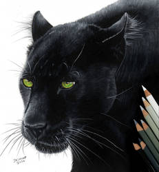 Colored pencil drawing: a Black Leopard