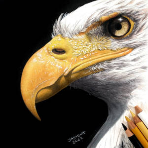 Colored pencil drawing: a Bald Eagle