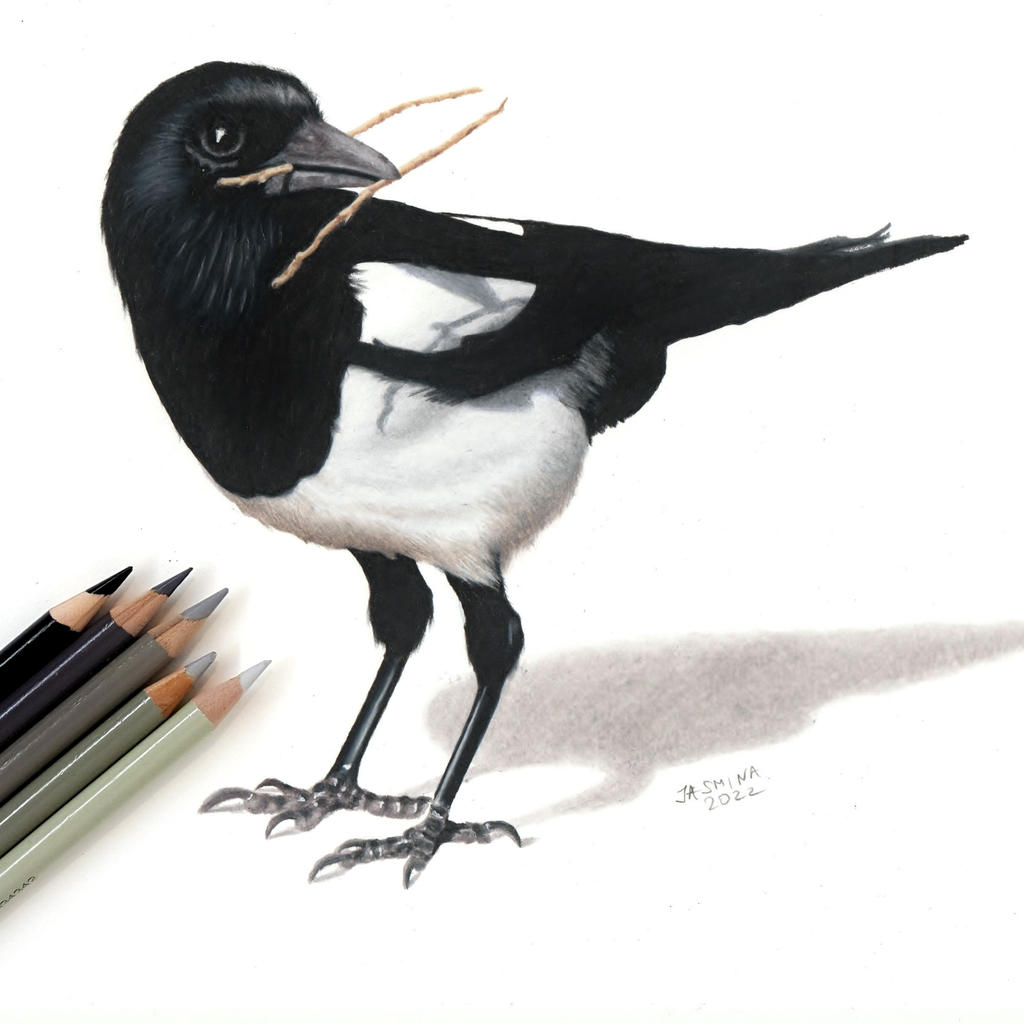 Colored pencil drawing: a Magpie by JasminaSusak on DeviantArt