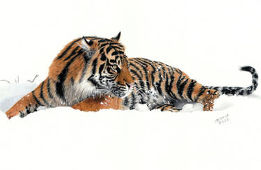 Colored pencil drawing: a Sumatran Tiger