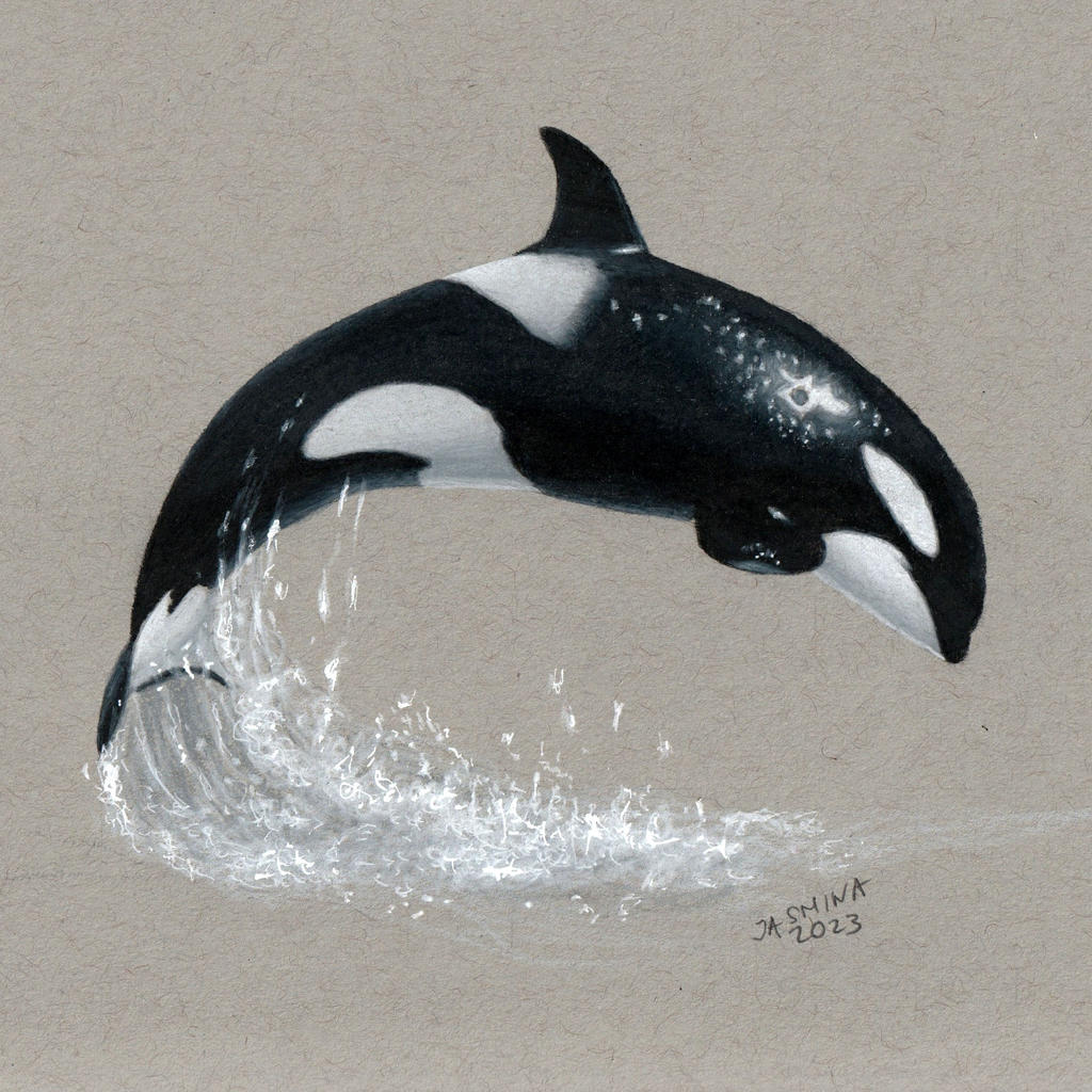 Colored pencil drawing: an Orca Killer Whale by JasminaSusak on DeviantArt