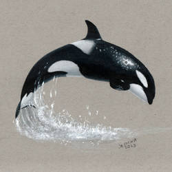 Colored pencil drawing: an Orca Killer Whale