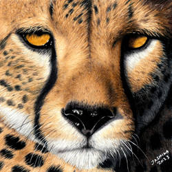 Colored pencil drawing: a Cheetah's Face