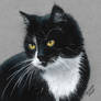 Colored Pencil Drawing of a Tuxedo Cat