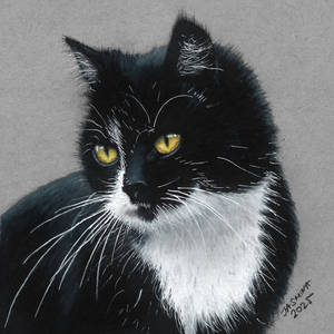 Colored Pencil Drawing of a Tuxedo Cat