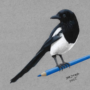 Colored Pencil Drawing of Magpie