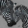 Colored Pencil Drawing: Zebra and Her Foal