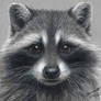 Colored Pencil Drawing of a Racoon