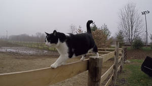 Bernie the barn cat