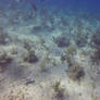 A stingray resting on the sand