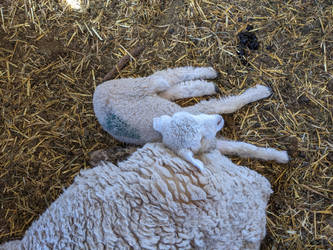 Sleeping lamb