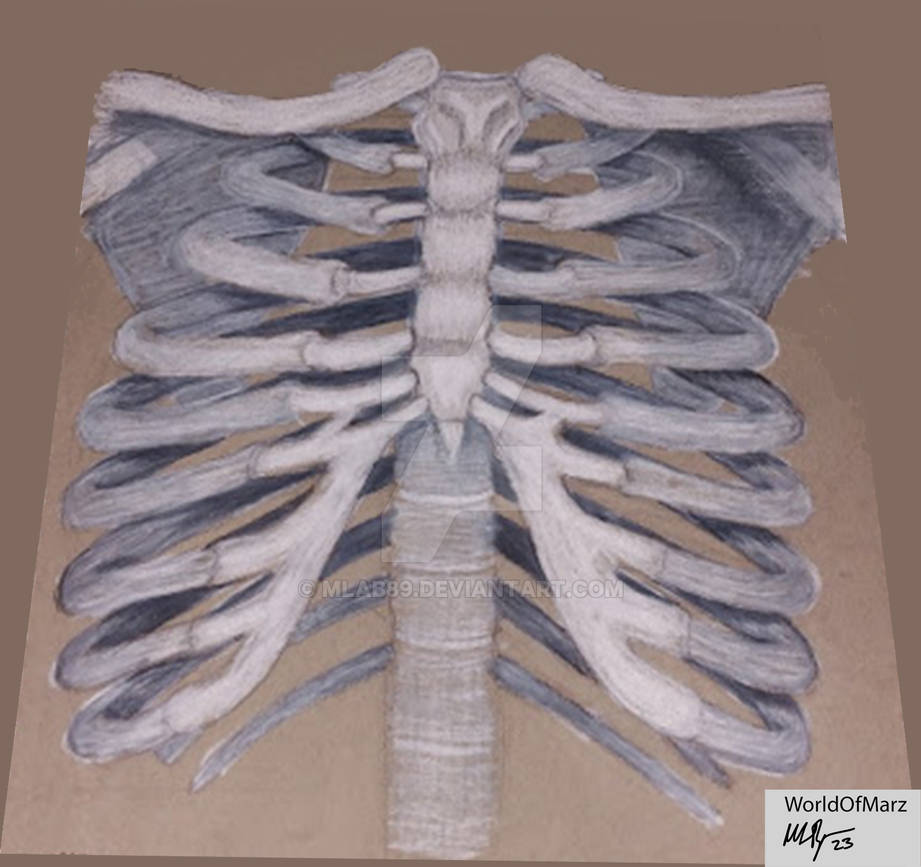 Skeleton Ribs front by mlab89 on DeviantArt