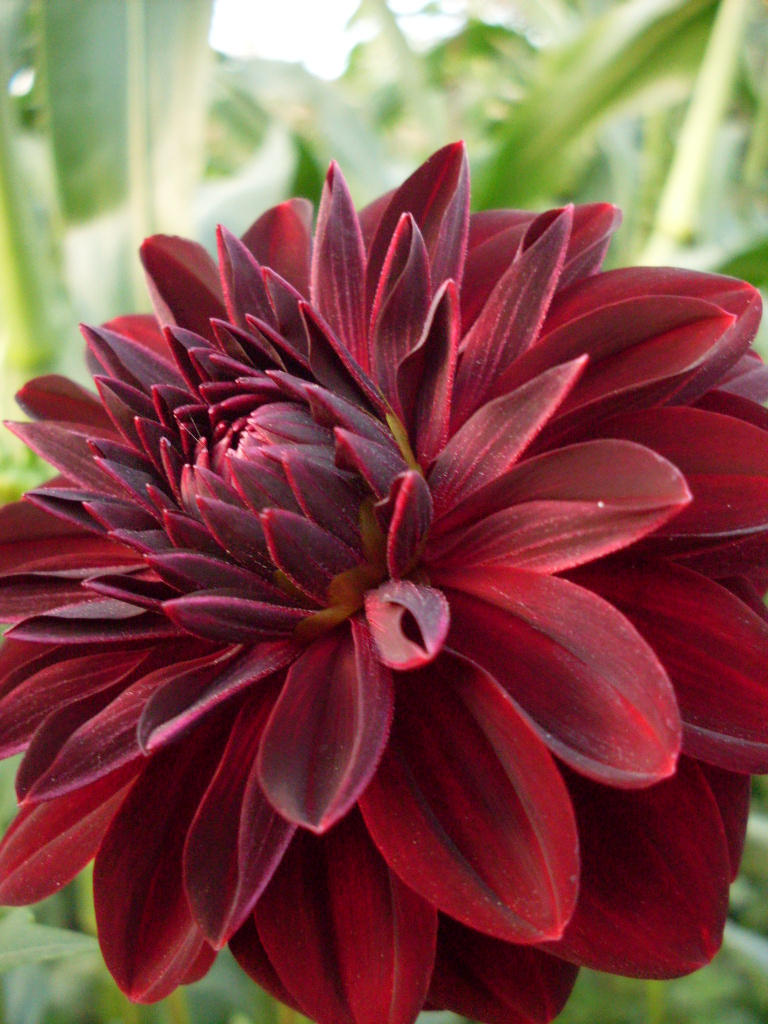 Danjo Doc by Ethwendlin-Lefaliame on DeviantArt