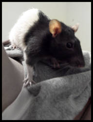 Kali the hooded Rat