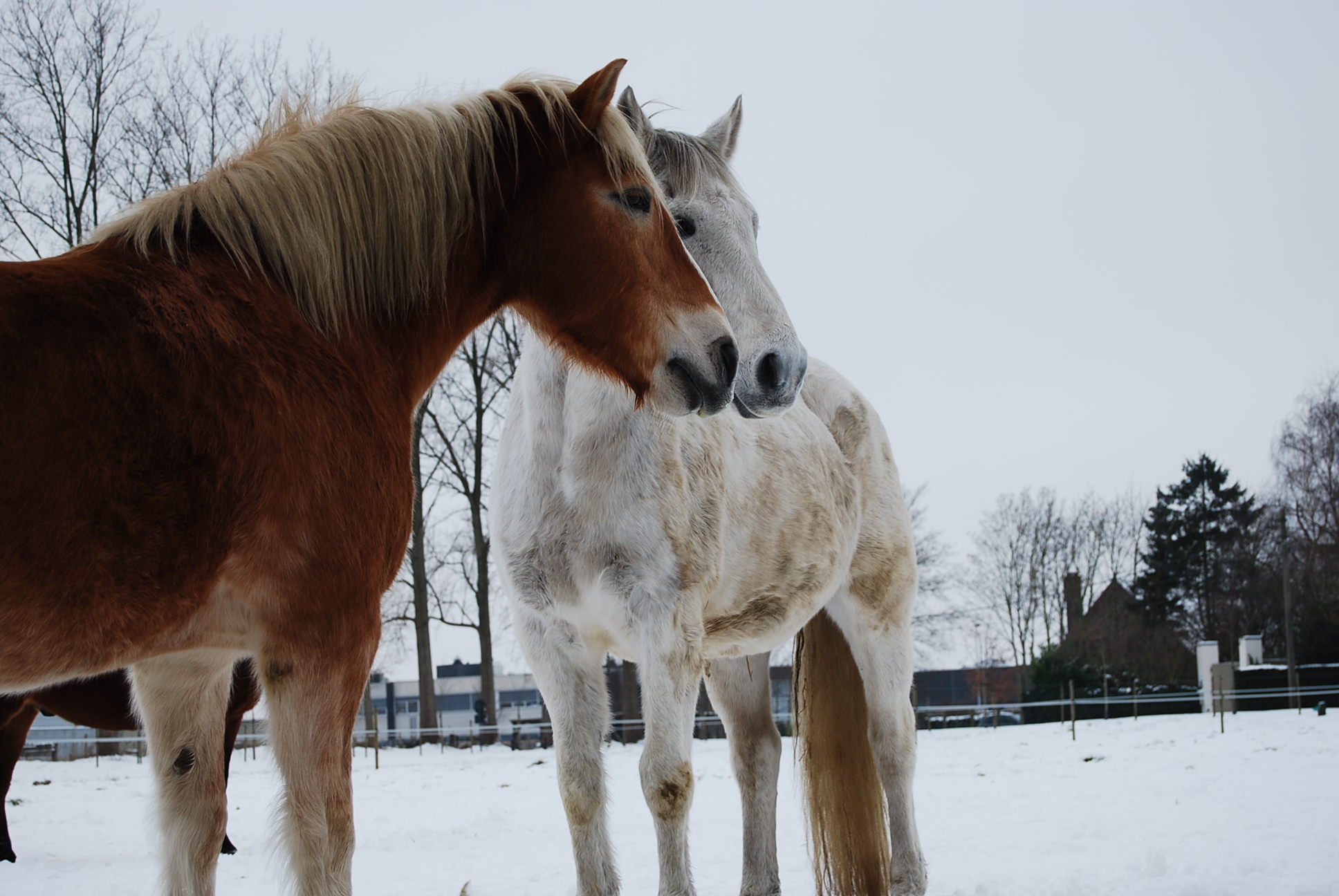 horses