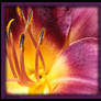 daylily