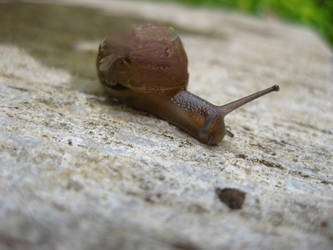 Snail of the pianted shells