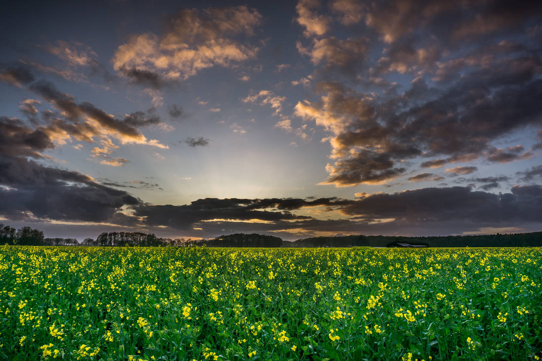 Canola in Germany by TobiTooN