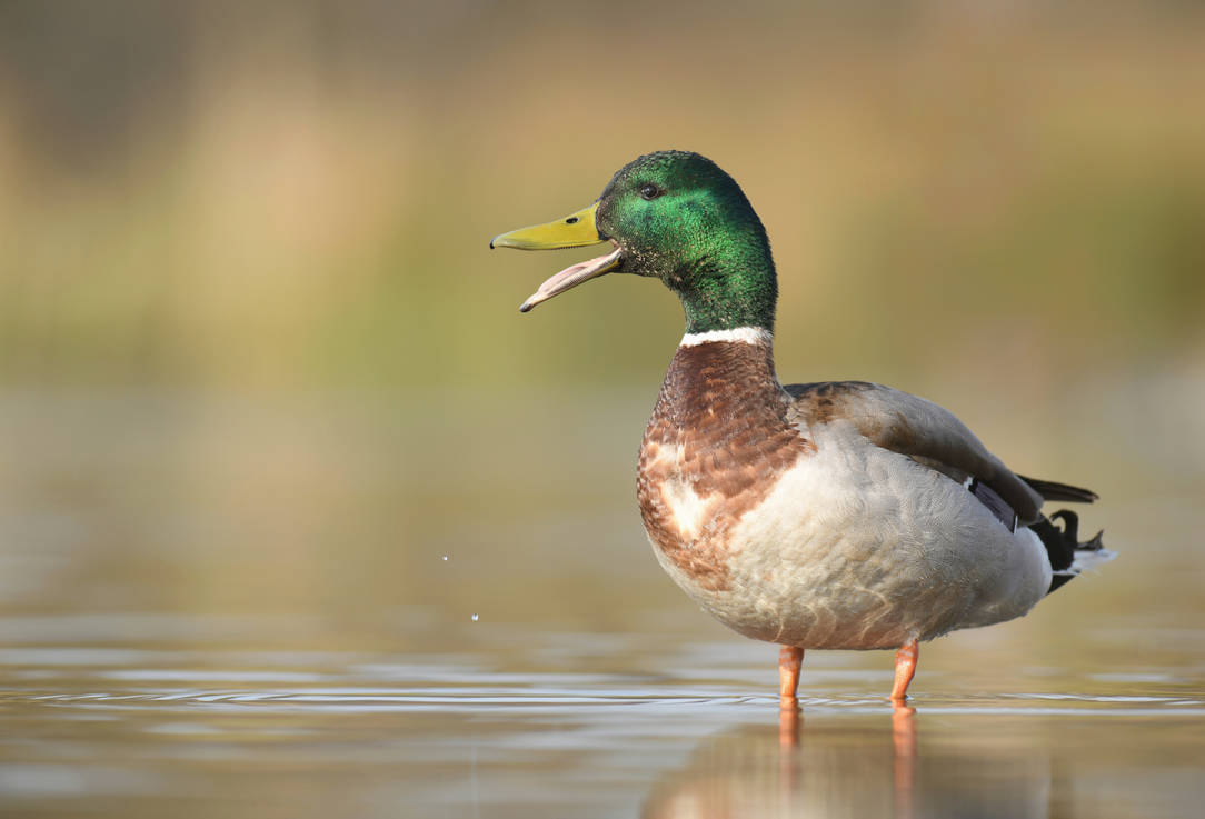 Quack! by WildlifeAddict on DeviantArt