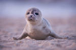 Cute alert! Common seal pup by WildlifeAddict