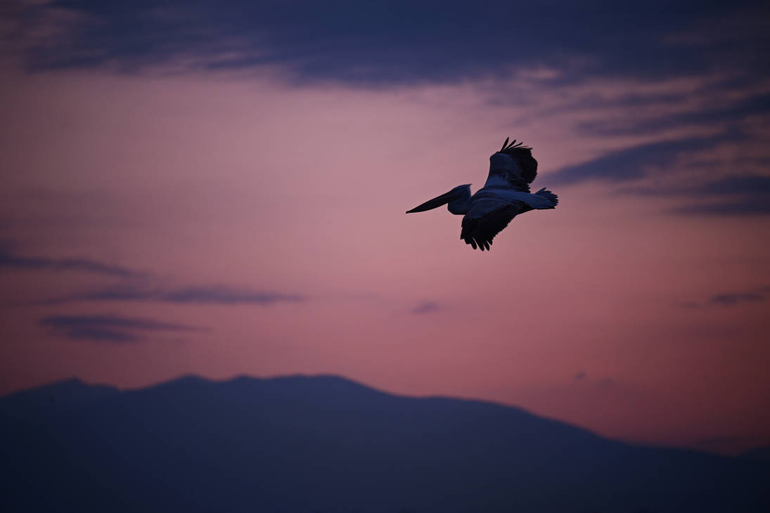 Slay Raspberry Sky Raspberry Sky by WildlifeAddict on DeviantArt