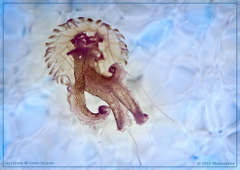 Jellyfish in Gozo