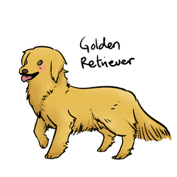 DOG 02: Golden Retriever