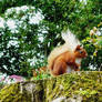 Red Squirrel