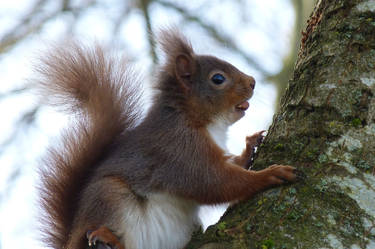 Red Squirrel