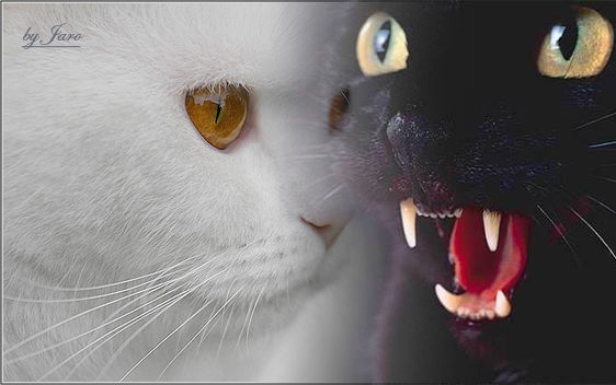 Cat Signature Cats Signature by BlkChockr on DeviantArt