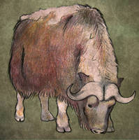 Musk Ox Sketch