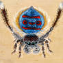 Maratus speciosus