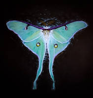 Luna moth by agree-to-dissagree