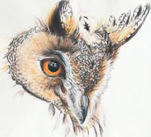 Horned Owl