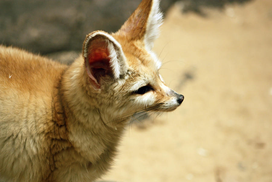 Fennec Fox