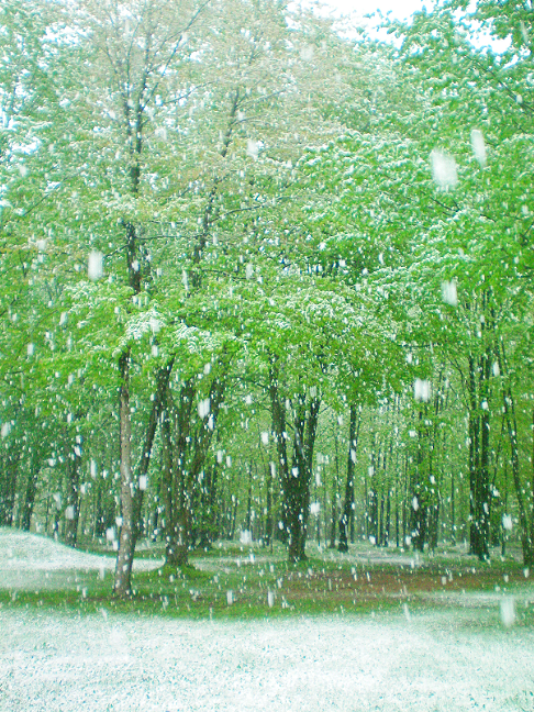 Snow in May, V.2