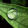 single green droplet.....