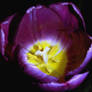 purple tulips