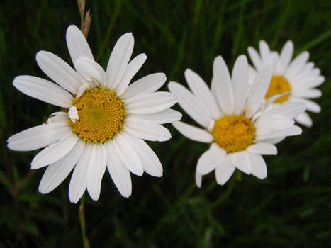 white daisy trio x