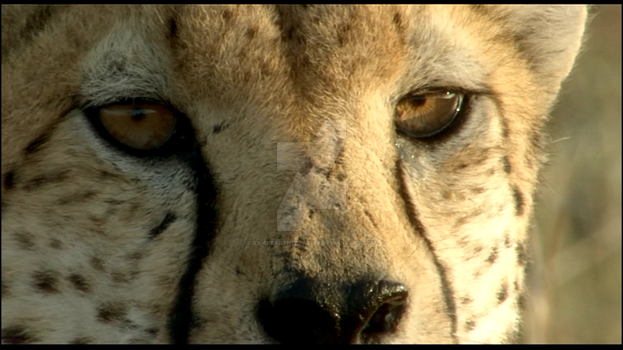 .:|Eyes Of A Jaguar|:.